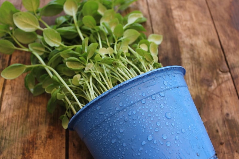 Herb containers